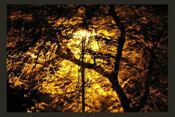фото "Electric tree" метки: природа, 
