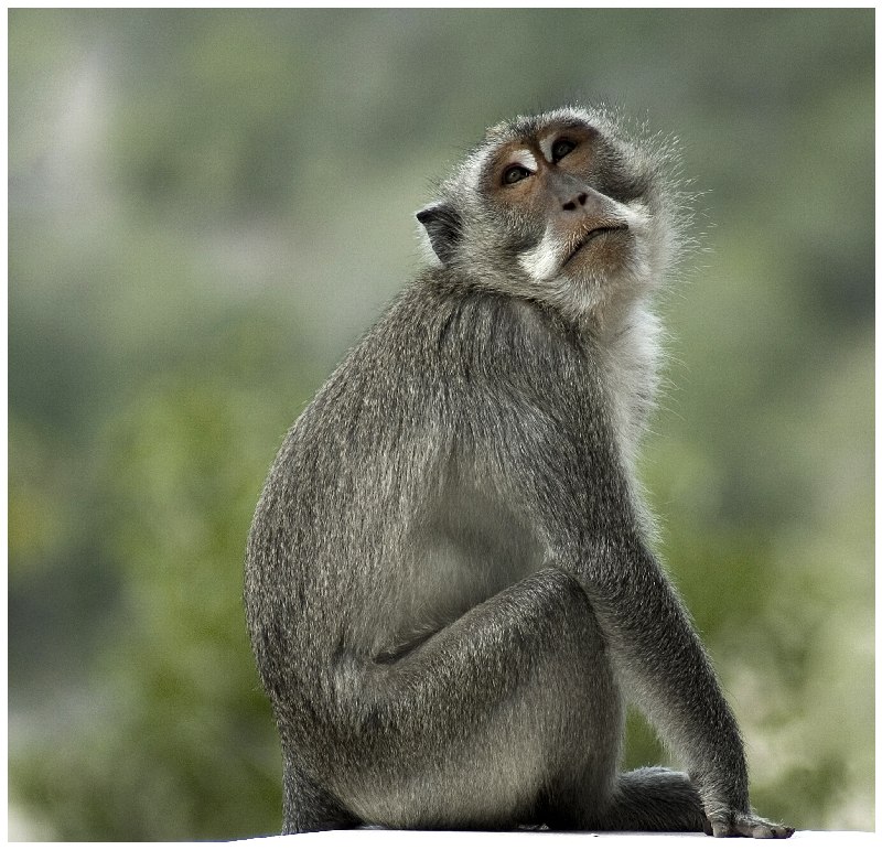 фото "задумчивый обезьян" метки: природа, путешествия, Азия, дикие животные