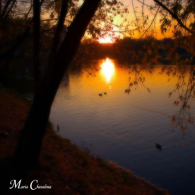 photo "Gold decline" tags: landscape, autumn, sunset