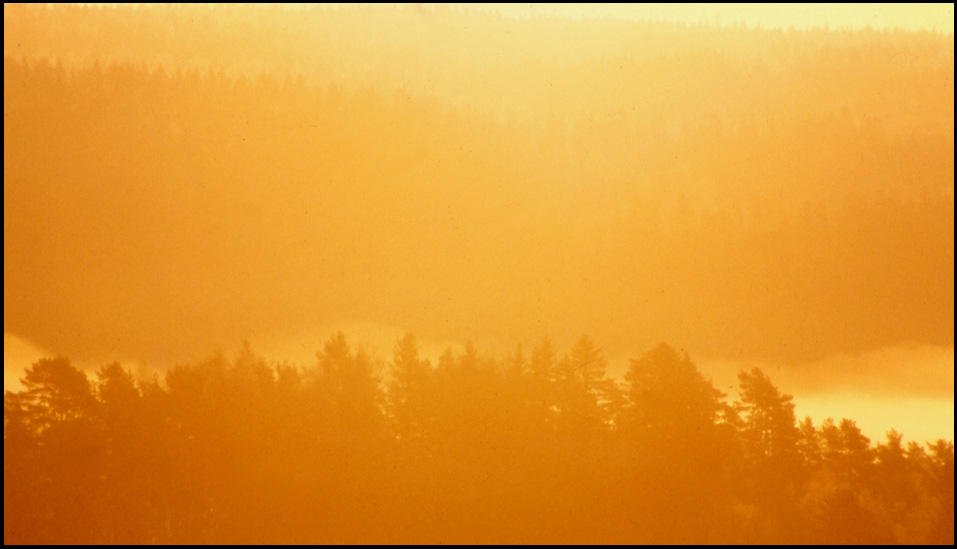 photo "Foggy morning" tags: landscape, forest, sunset