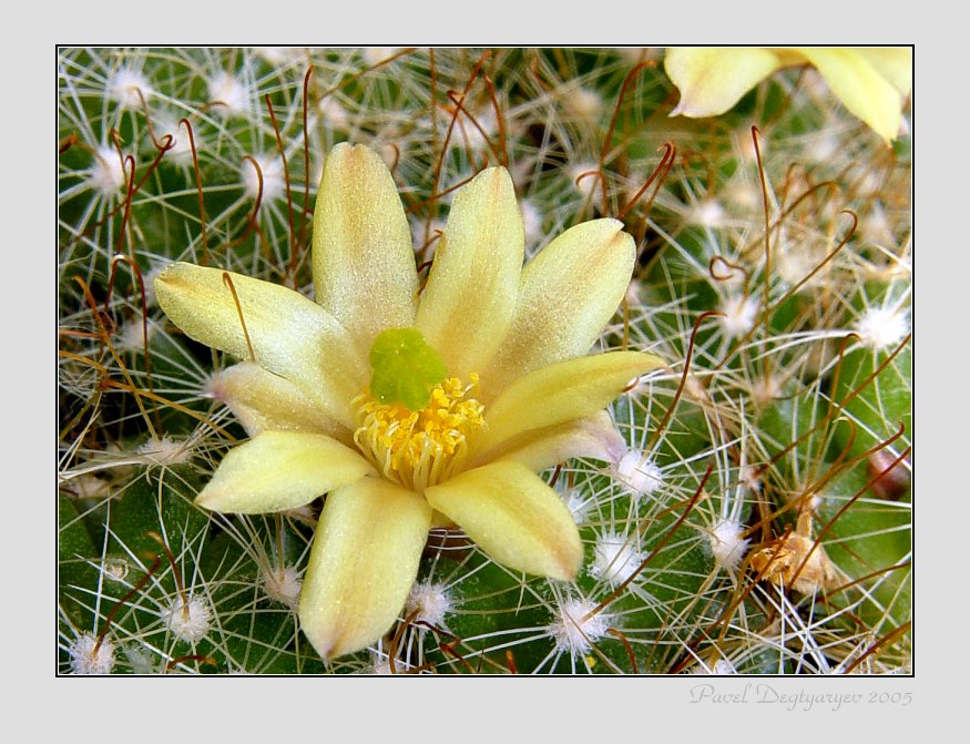 photo "* * *" tags: macro and close-up, nature, flowers