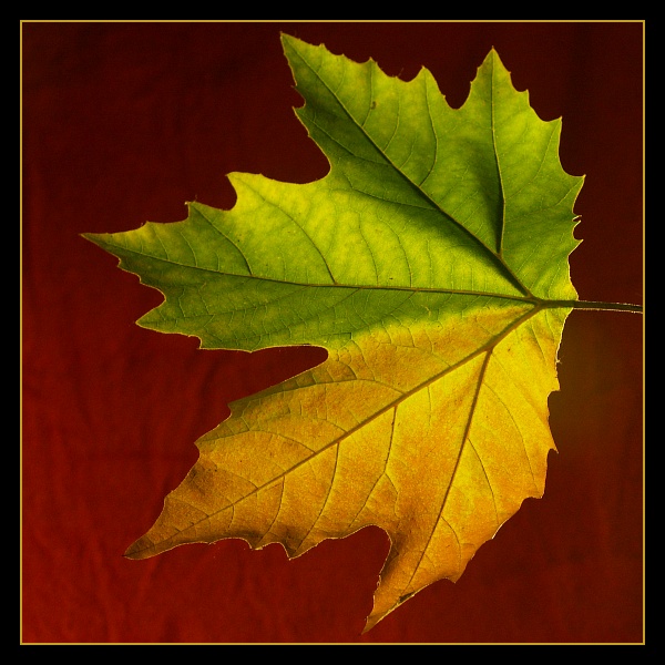 photo "Fall at the wall" tags: abstract, macro and close-up, 