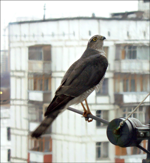 Сокол живущий в городе. Городские птицы. Хищные птицы в городе. Птицы в городе. Городские московские птицы.