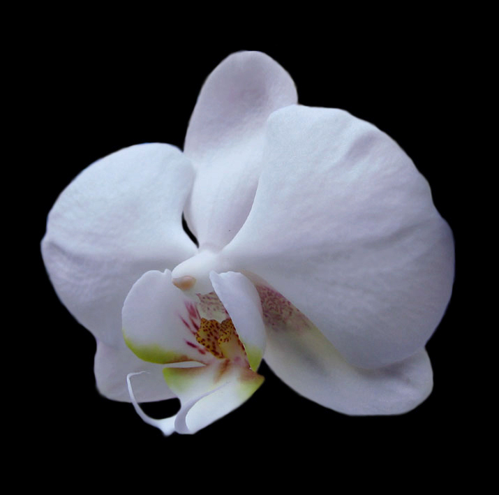 photo "White orchid" tags: nature, flowers