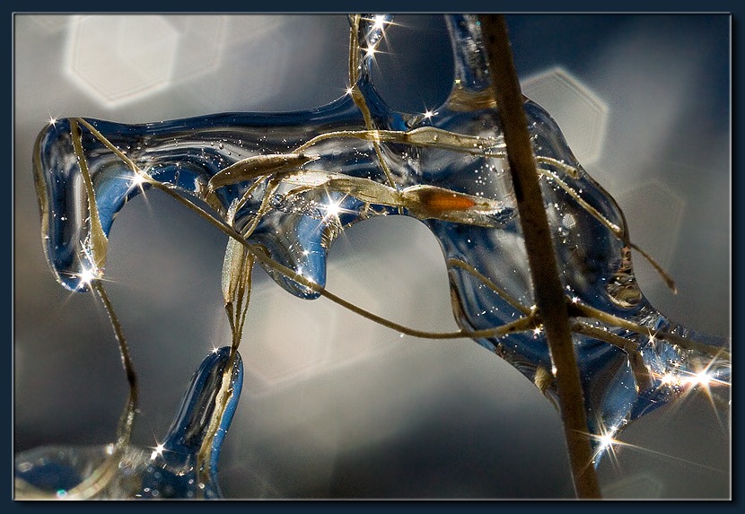 photo "Frozen Rain (12)" tags: macro and close-up, 
