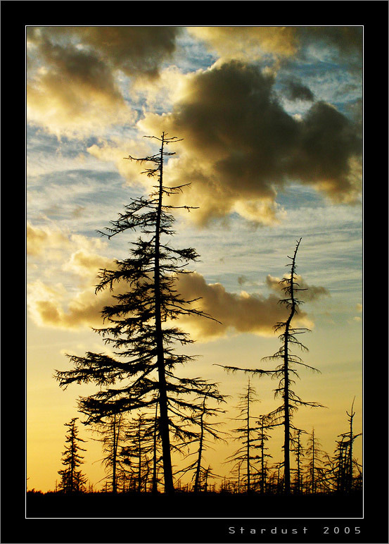 photo "Magic Light" tags: landscape, forest, sunset