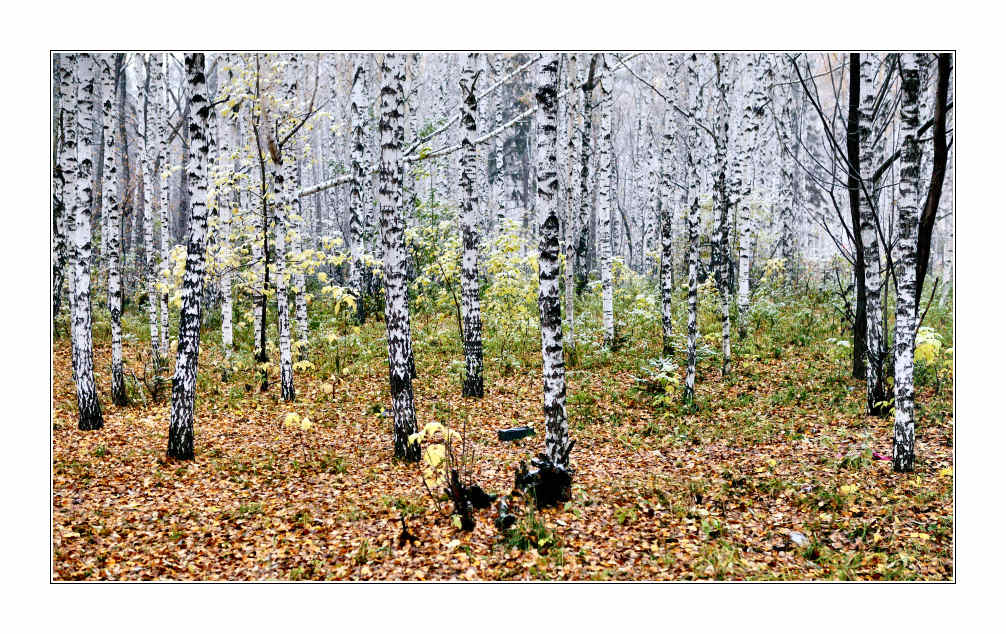 фото "первый снег осени..." метки: пейзаж, лес, осень