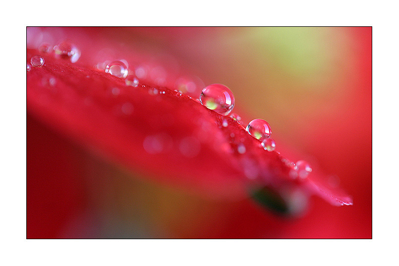 photo "***" tags: macro and close-up, abstract, 