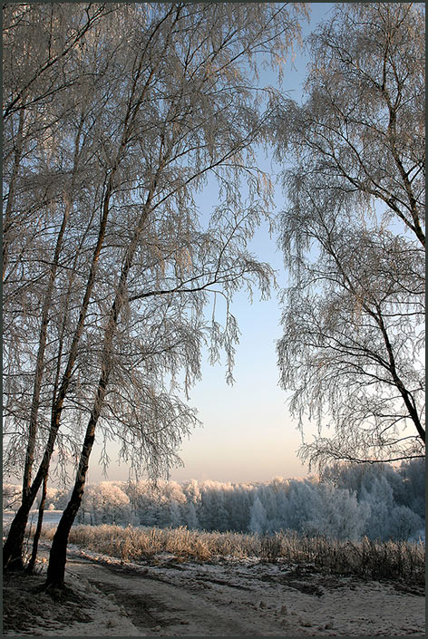 фото "Вечерело..." метки: пейзаж, лес