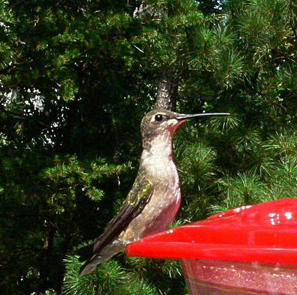 photo "Hummingbird" tags: nature, wild animals