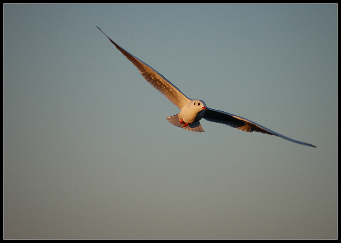 photo "happy landing" tags: misc., nature, 