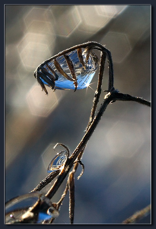 photo "Frozen Rain (14)" tags: macro and close-up, 