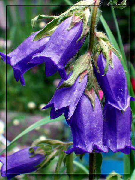 photo "Handbells" tags: nature, macro and close-up, flowers