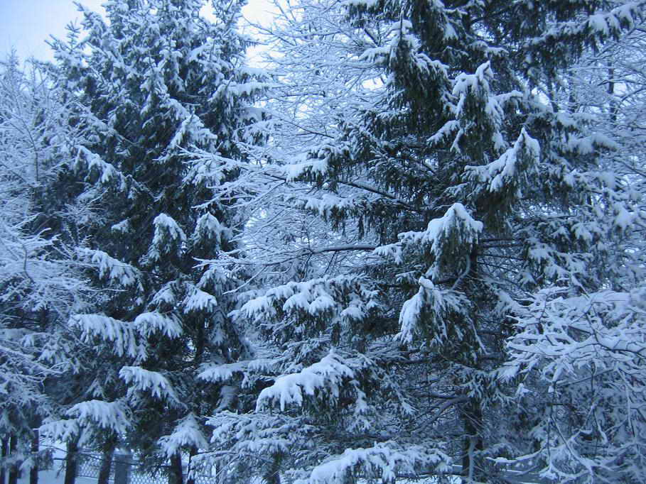 фото "Зимняя синь" метки: пейзаж, лес
