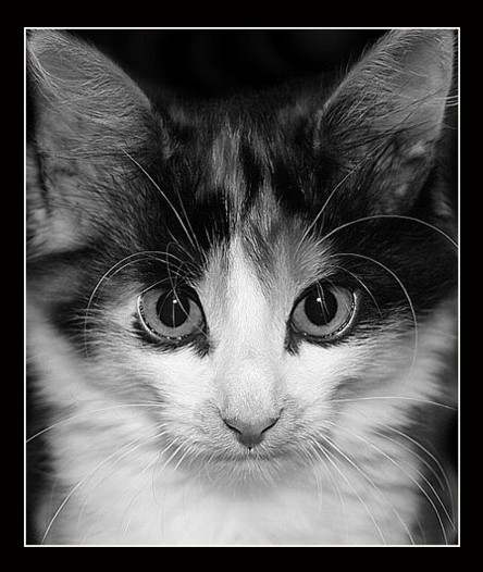 photo "I not a tiger - am simple kitten" tags: nature, pets/farm animals