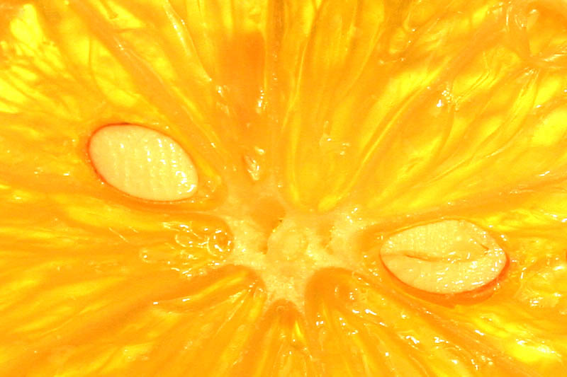 фото "Fruit views on life" метки: макро и крупный план, природа, 