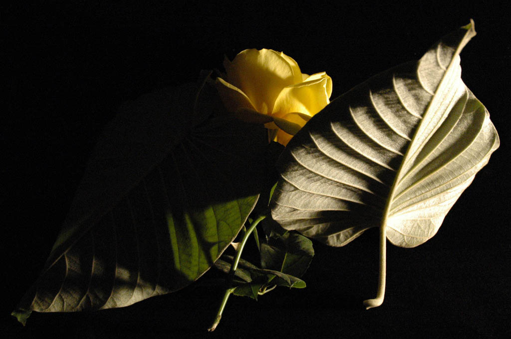 photo "***" tags: nature, abstract, flowers