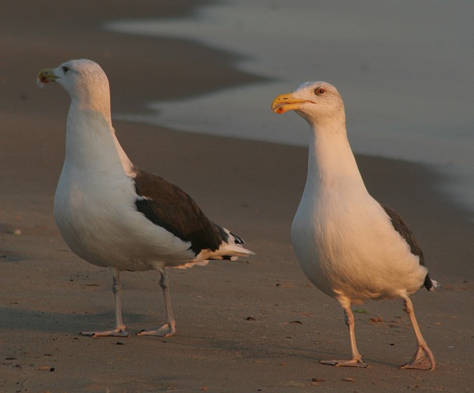 photo "2 seagulls" tags: nature, wild animals