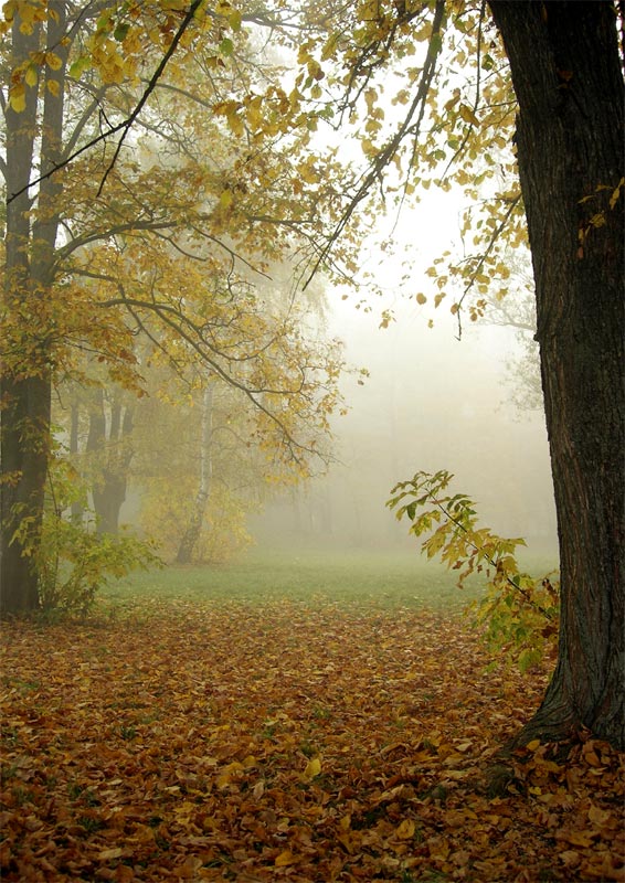 photo "Languor" tags: landscape, autumn, forest