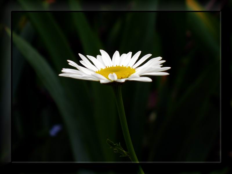 photo "Lonely camomile" tags: nature, macro and close-up, flowers
