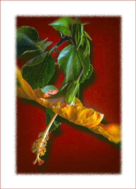 фото "Yellow Hibuscus" метки: природа, цветы
