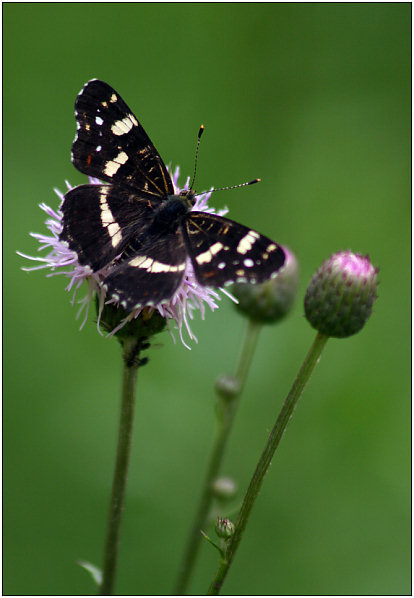 photo "** W **" tags: macro and close-up, nature, insect