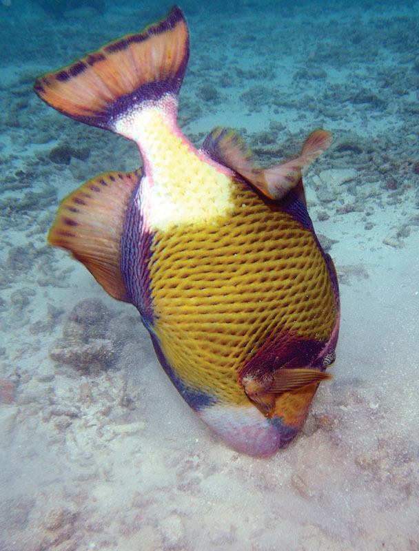 photo "Triggerfish is Busy" tags: nature, underwater, wild animals