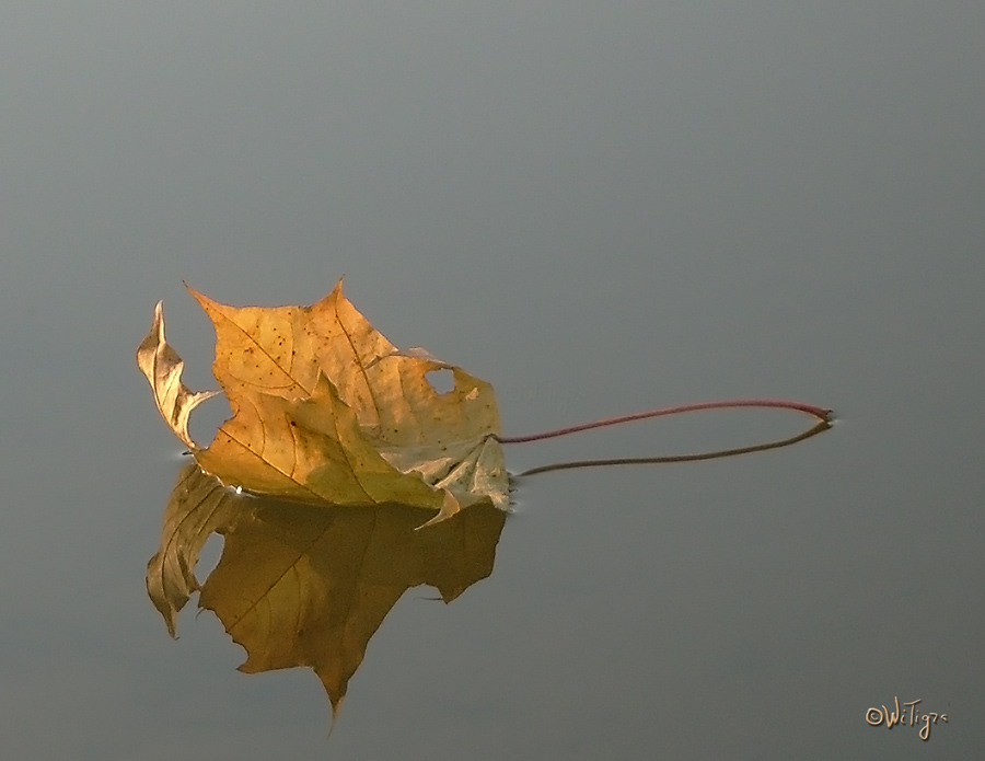photo "Leaf on water" tags: landscape, water