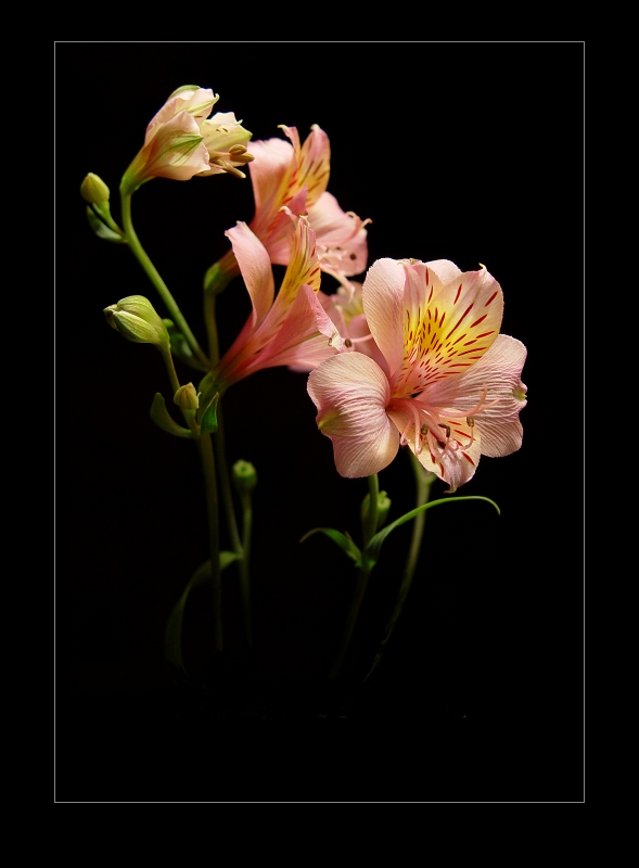 photo "* * *" tags: nature, macro and close-up, flowers