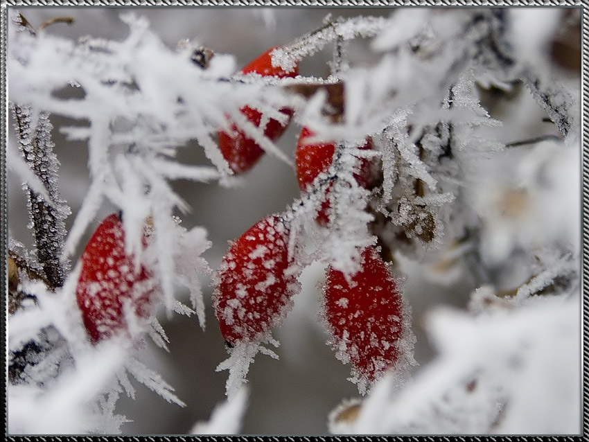 photo "Winter needles" tags: nature, macro and close-up, flowers