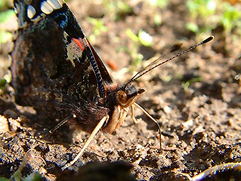 photo "***" tags: nature, insect