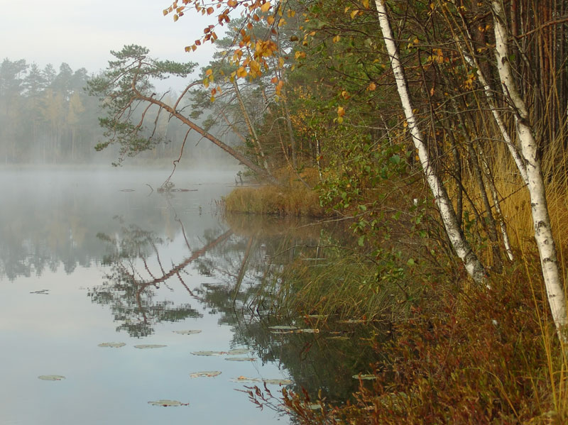 photo "Fairy tales of Russian wood (1)" tags: landscape, autumn