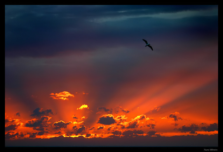 photo "Flying at  sunset" tags: landscape, sunset