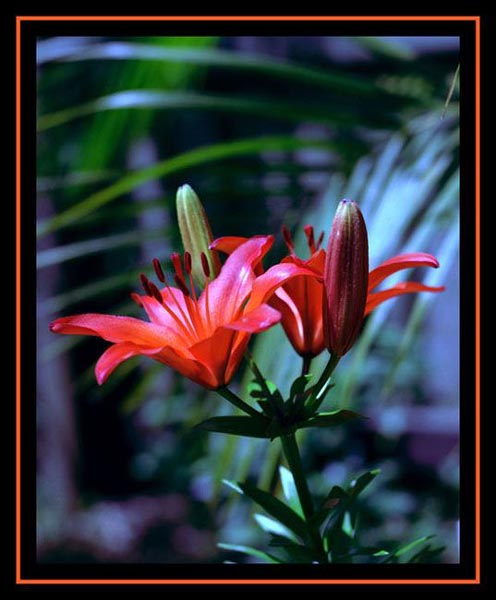 photo "Just Lillies" tags: nature, flowers