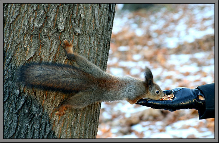 photo "Aobat" tags: nature, wild animals