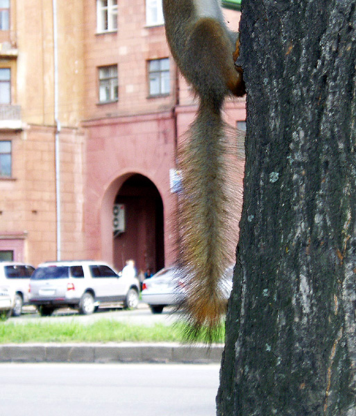 photo "The squirrel has escaped..." tags: nature, humor, wild animals