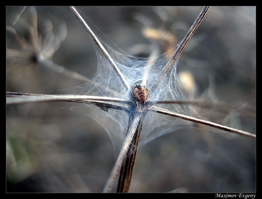 photo "Little house" tags: nature, insect