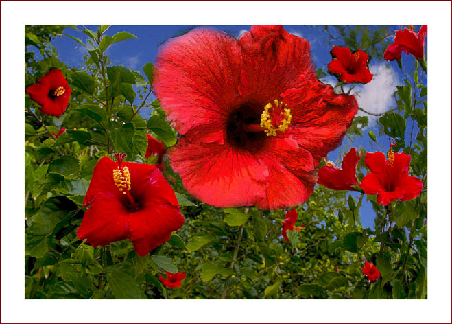 photo "Red Hibiscus" tags: nature, flowers