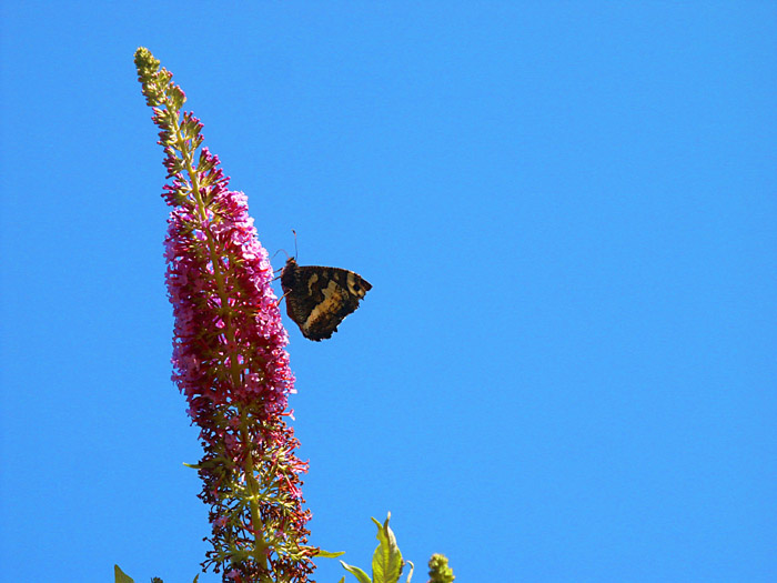 photo "***" tags: nature, insect