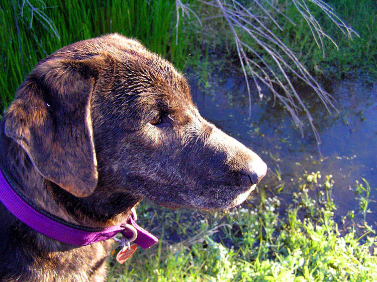 photo "Water Dog" tags: travel, nature, North America, pets/farm animals