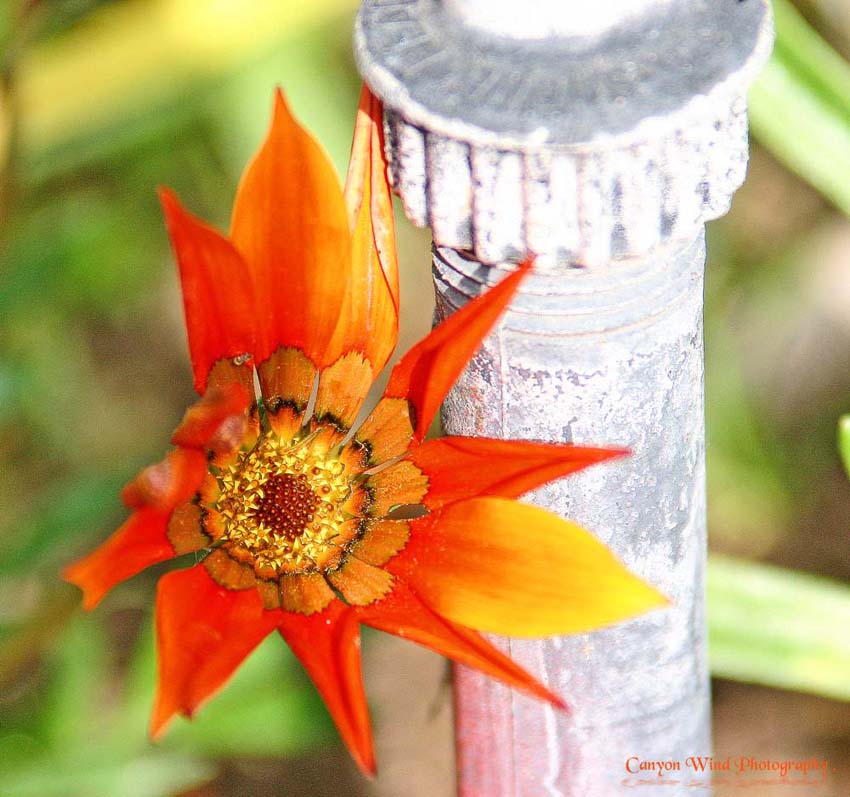 photo "' Hugging The Source "." tags: nature, flowers