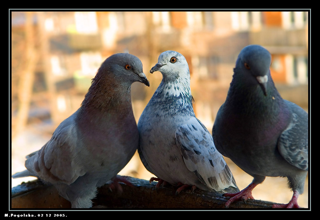 photo "!!?" tags: genre, nature, wild animals