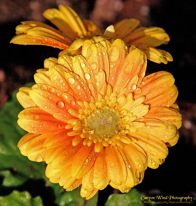 photo "" Into Each Life A Little Rain Must Fall "." tags: nature, macro and close-up, flowers