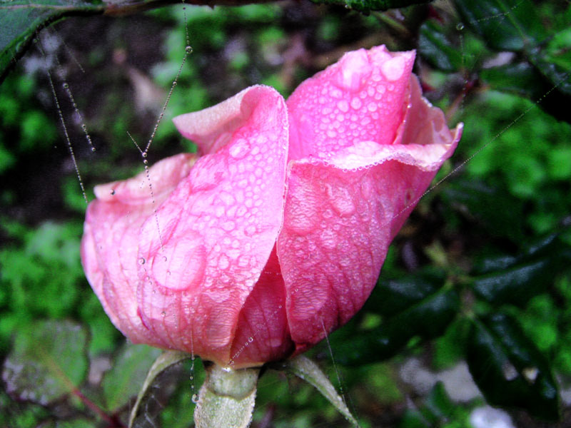 photo "Eine Rose ist eine Rose ist eine Rose..." tags: nature, flowers