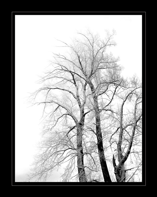 photo "December. Thin the graphic of winter" tags: black&white, landscape, forest