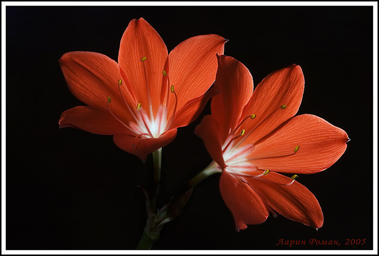 photo "***" tags: nature, still life, flowers