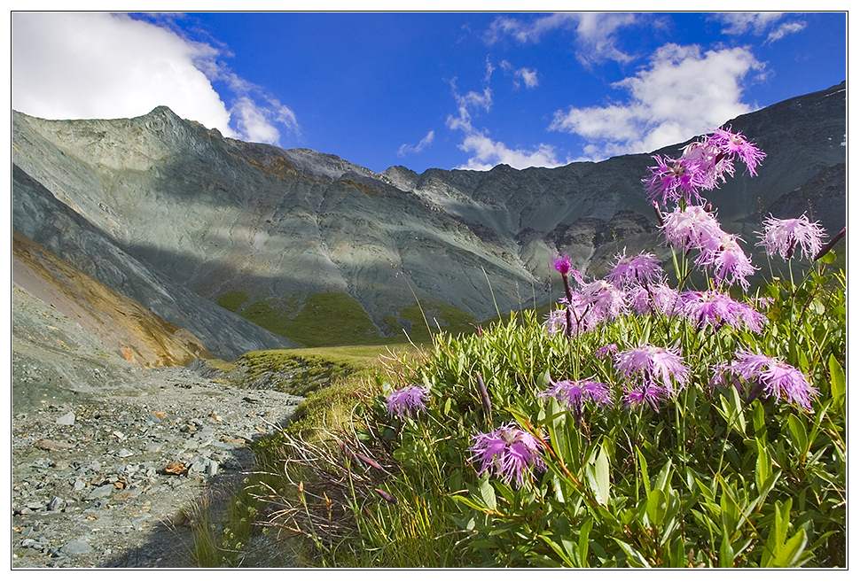 photo "Iarlu" tags: landscape, nature, flowers, mountains