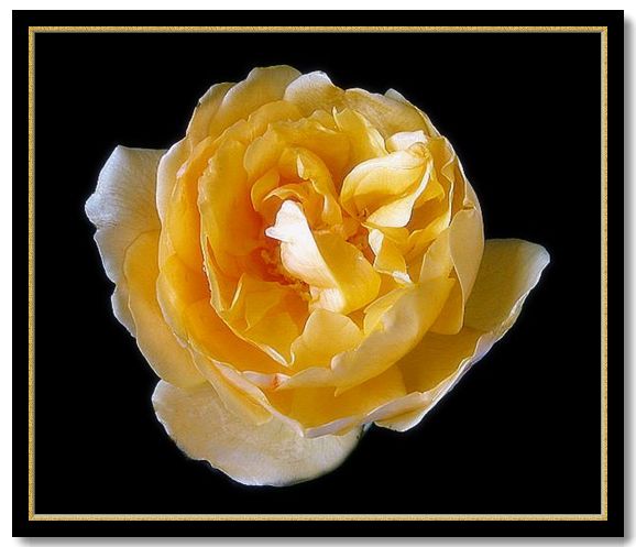 photo "last of the summer roses" tags: nature, flowers