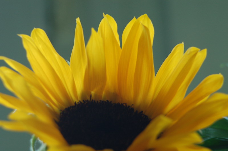 photo "***" tags: nature, macro and close-up, flowers