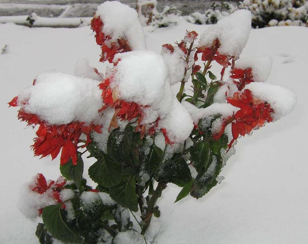 photo "Unexpected winter" tags: nature, landscape, flowers, winter